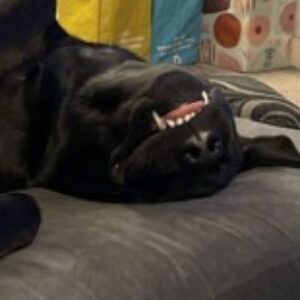 Profile photo of amylou